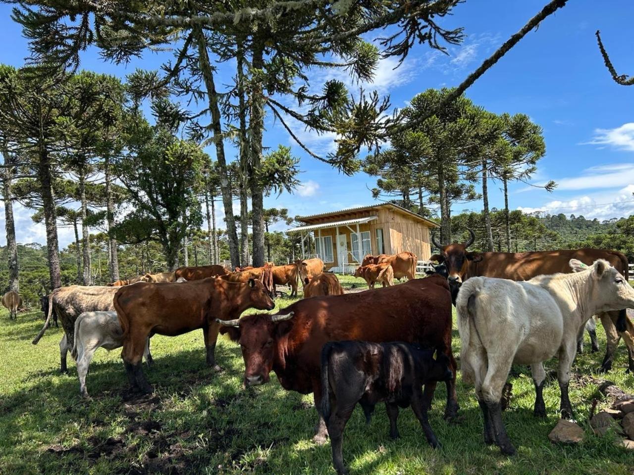 Chalet Fazenda Borba